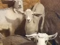 Ziege, Nubian Goat — Foto 2