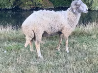 Carnero, Karakul sheep — foto 1