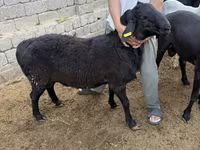 公羊, Sheep — 照片 3
