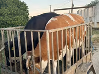 Bull, Cattle — photo 1