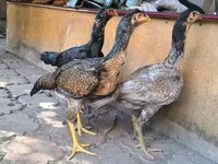 ऑस्ट्रेलियन गेम — फ़ोटो 6