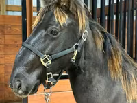 Hengst, Rocky Mountain Horse — Foto 5