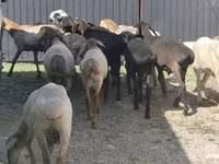 Ram, Hissar sheep — photo 2