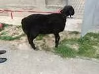 Carnero, Hissar sheep — foto 8
