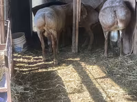 Қошқар, Arashan sheep — 1-сурет