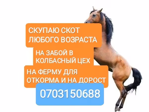 Айғыр, Жылқылар