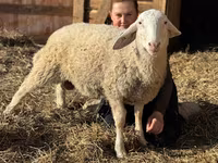 كبش, Assaf sheep — الصورة 1