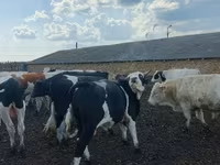 ثور, Russian Black pied cattle — الصورة 1