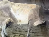 Cow, Cattle — photo 1