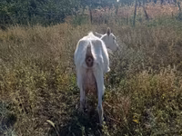 Ешкі, Ешкілер — 1-сурет
