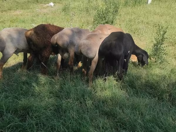 Carnero, Kazakh fat-tailed coarsewool sheep