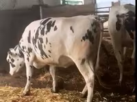 ثور, Russian Black pied cattle — الصورة 7