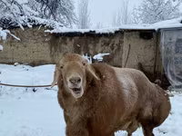 Қошқар, Қойлар — 3-сурет