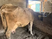 Cow, Swiss cattle — photo 1