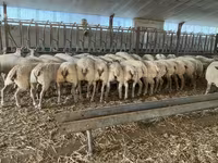 Қошқар, Charollais sheep — 4-сурет