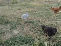 Chickens — photo 4
