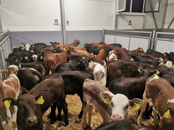 Bull, Cattle
