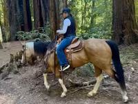 Бие, Quarter Horse — 5-сурет