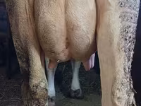母牛, Swiss cattle — 照片 3
