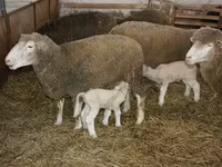 मेढ़ा, Dorset horn sheep — फ़ोटो 3