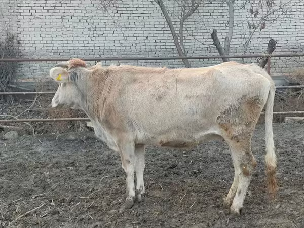 Kuh, Rinder — Usbekistan
