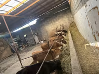 Сиыр, Swiss cattle — 4-сурет