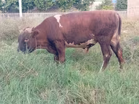 Bull, Cattle — photo 2