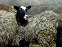 Schaf, Romanov sheep — Foto 3