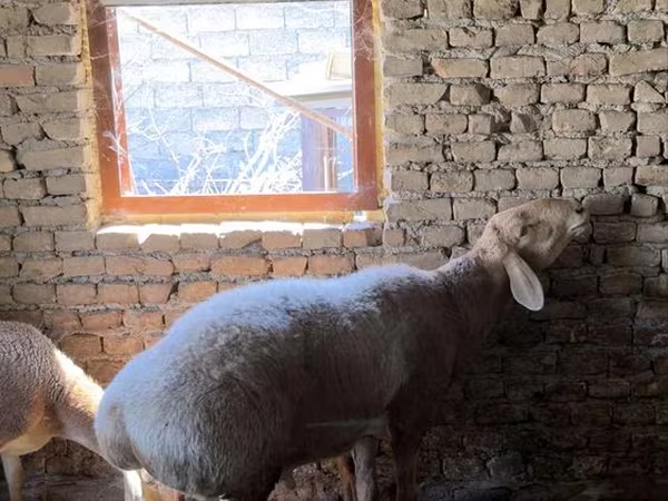 كبش, Arashan sheep — أوزبكستان