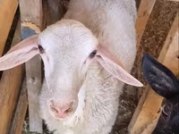Ram, Romanov sheep — photo 1