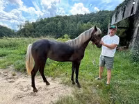 घोड़ी, Rocky Mountain Horse — फ़ोटो 6