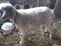 Goat, Goats — photo 4