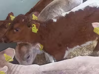 Бұқа, Simmental cattle — 5-сурет