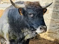 Vaca, Aubrac cattle — foto 2