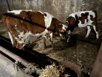 Toro, Ganado vacuno — foto 2