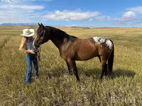 Айғыр, Horses of Sable Island — 5-сурет