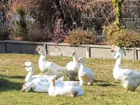 Geese — photo 1