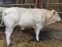 Бұқа, Blonde d’Aquitane cattle — 5-сурет