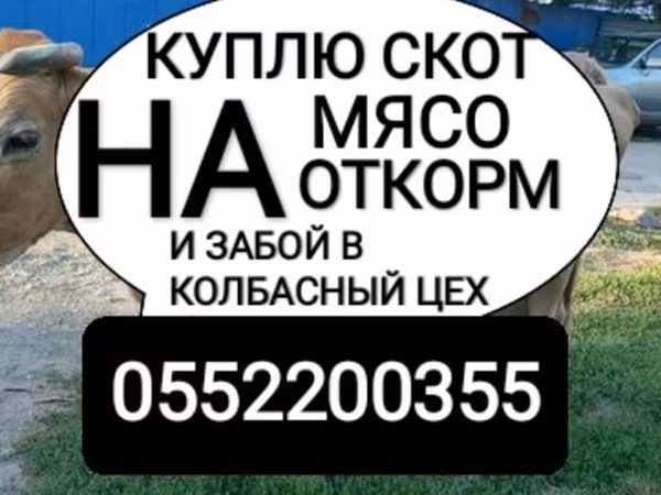 Бұқа, Ірі қара — Қырғызстан