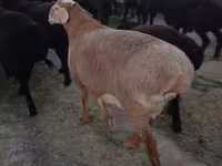 كبش, الأغنام — الصورة 1