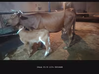 Cow, Cattle — photo 5