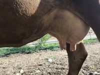 Сиыр, Алатау тұқымы — 1-сурет