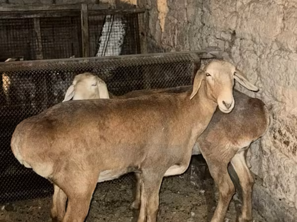 نعجة, Saryarka sheep