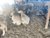 Schaf, Schafe — Foto 5