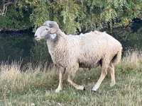 Carnero, Karakul sheep — foto 4