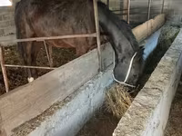 Бие, Friesian sport horse — 2-сурет