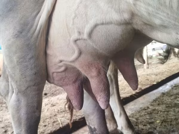 بقرة, Swiss cattle