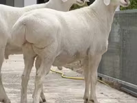 मेढ़ा, Rhon sheep — फ़ोटो 3