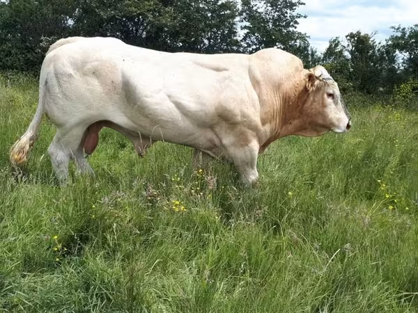 Бұқа, Blonde d’Aquitane cattle