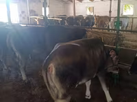 Vaca, Raza Alatau — foto 7